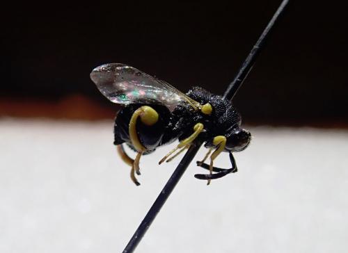 Réf. 238 186 : Brachymeria tibialis